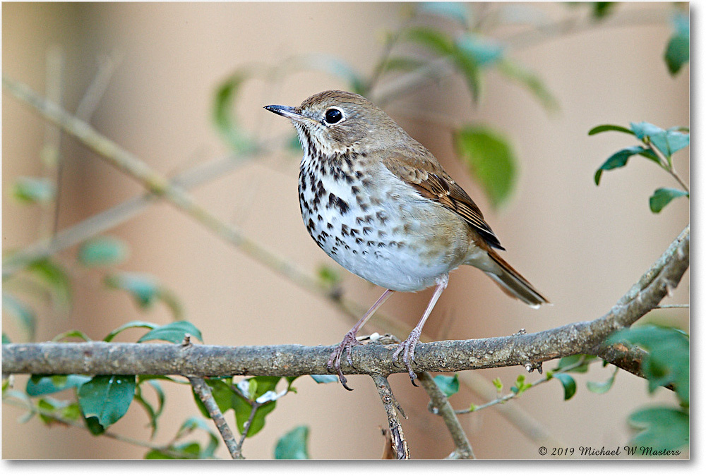 HermitThrush_Virginia_2019Mar_3DXA2335 copy