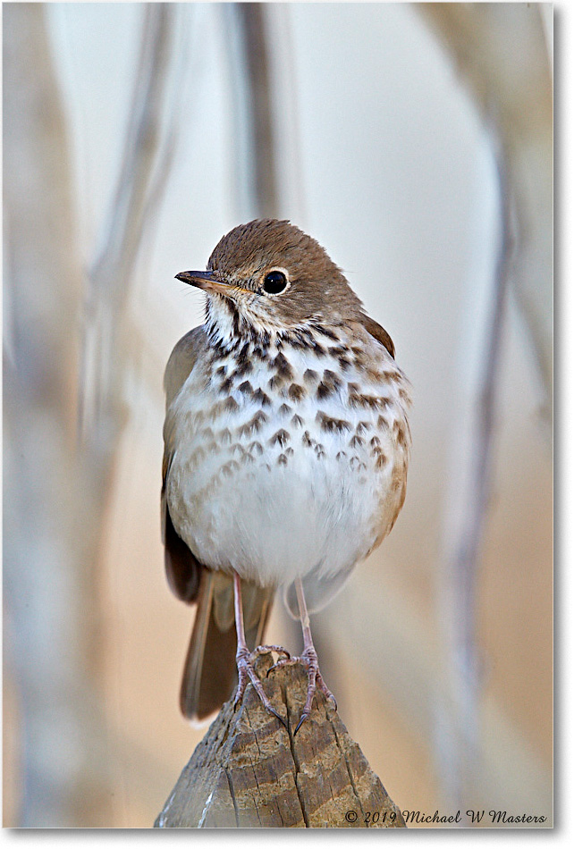 HermitThrush_Virginia_2019Mar_3DXA2378 copy