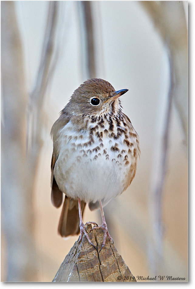 HermitThrush_Virginia_2019Mar_3DXA2379 copy