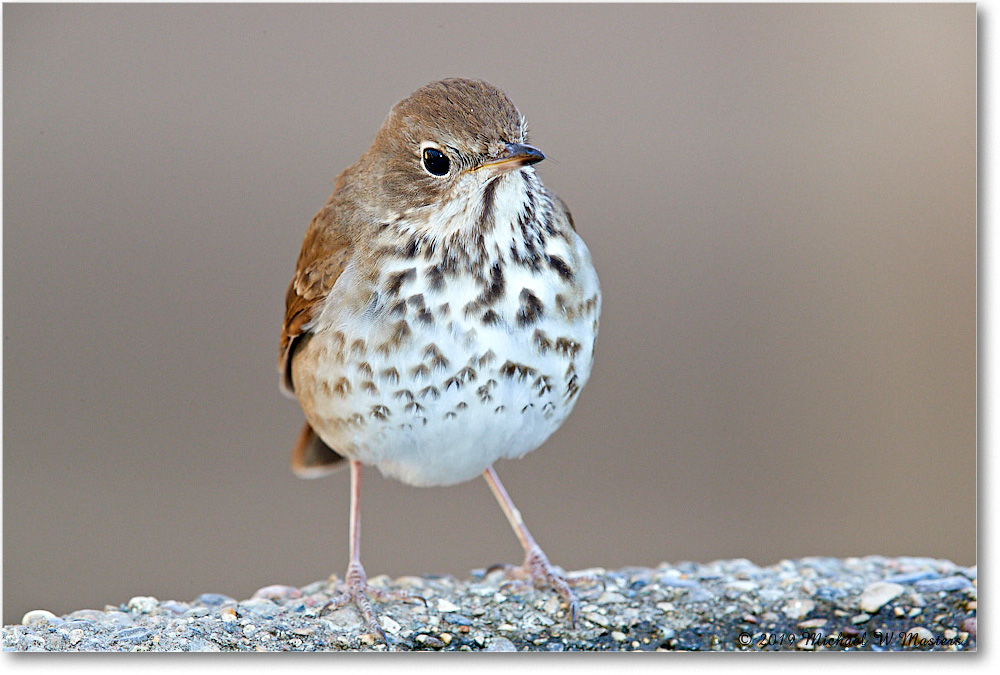 HermitThrush_Virginia_2019Mar_3DXA2395 copy