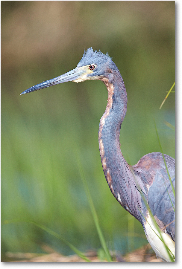 TricolorHeron-Assateague-2014June_1DXA0470 copy