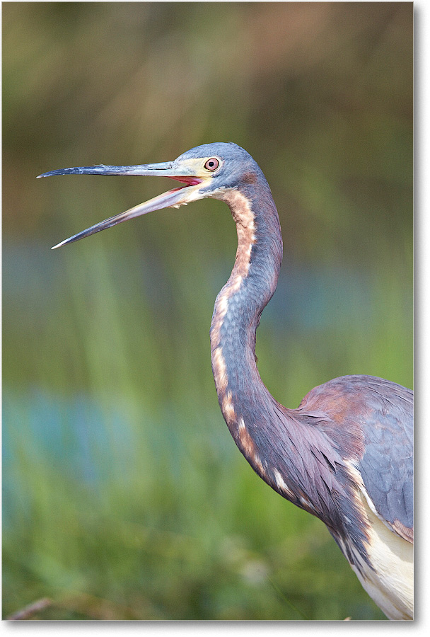 TricolorHeron-Assateague-2014June_1DXA0488 copy