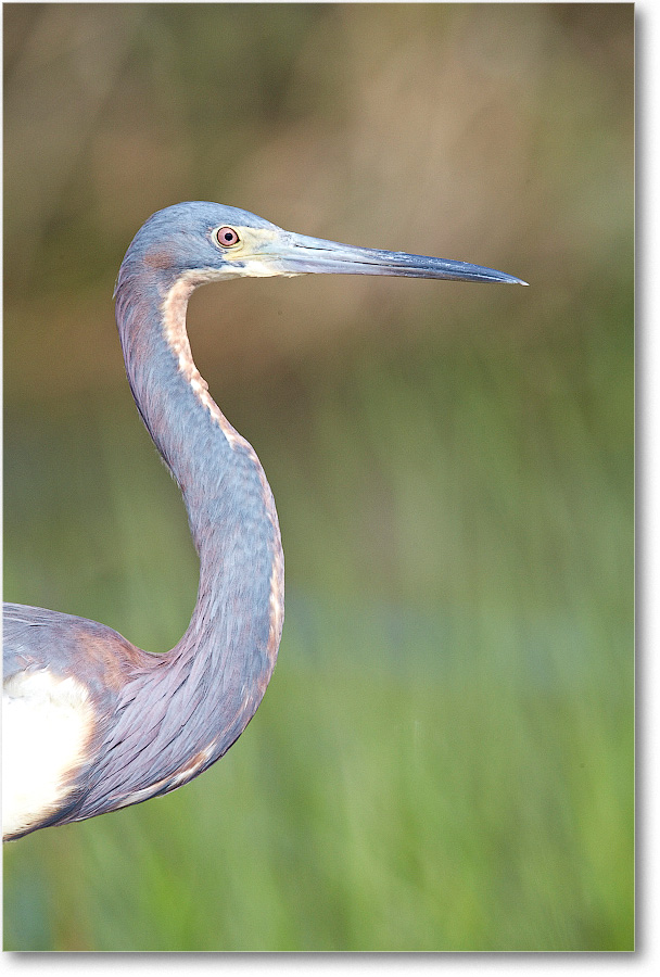 TricolorHeron-Assateague-2014June_1DXA0504 copy