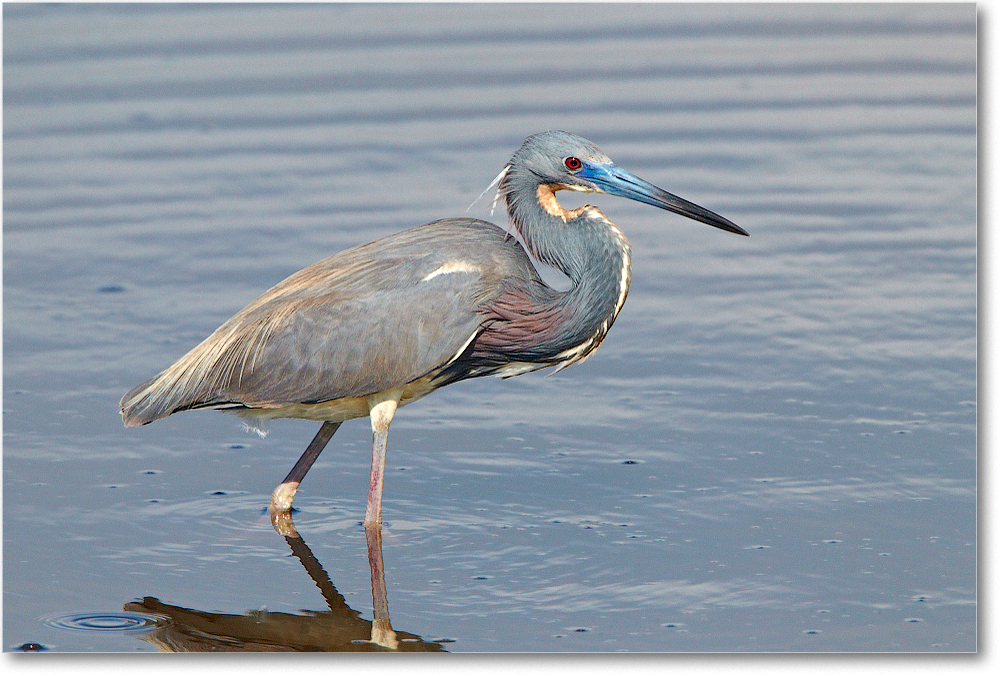 TricolorHeron-ChincoNWR-2012June_D4B0887 copy