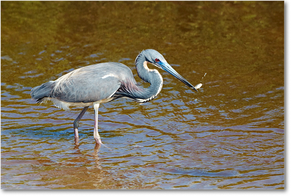 TricolorHeron-ChincoNWR-2012June_D4B0916 copy