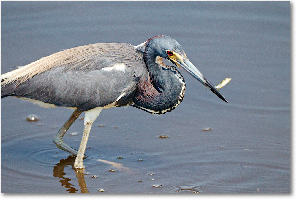 TricolorHeron-ChincoNWR-2012June_D4B1897 copy