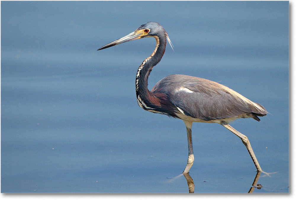 TricolorHeron-ChincoNWR-2012June_D4B2056 copy