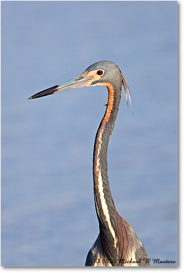 TricolorHeron_2020Jun20_4DXB8139 copy