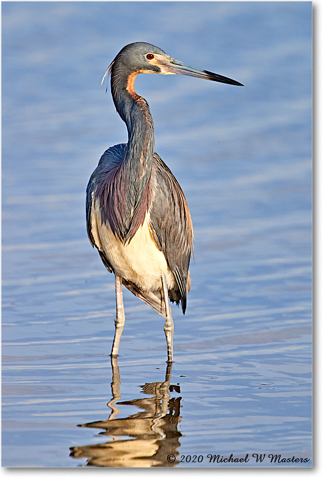 TricolorHeron_2020Jun20_4DXB8154 copy