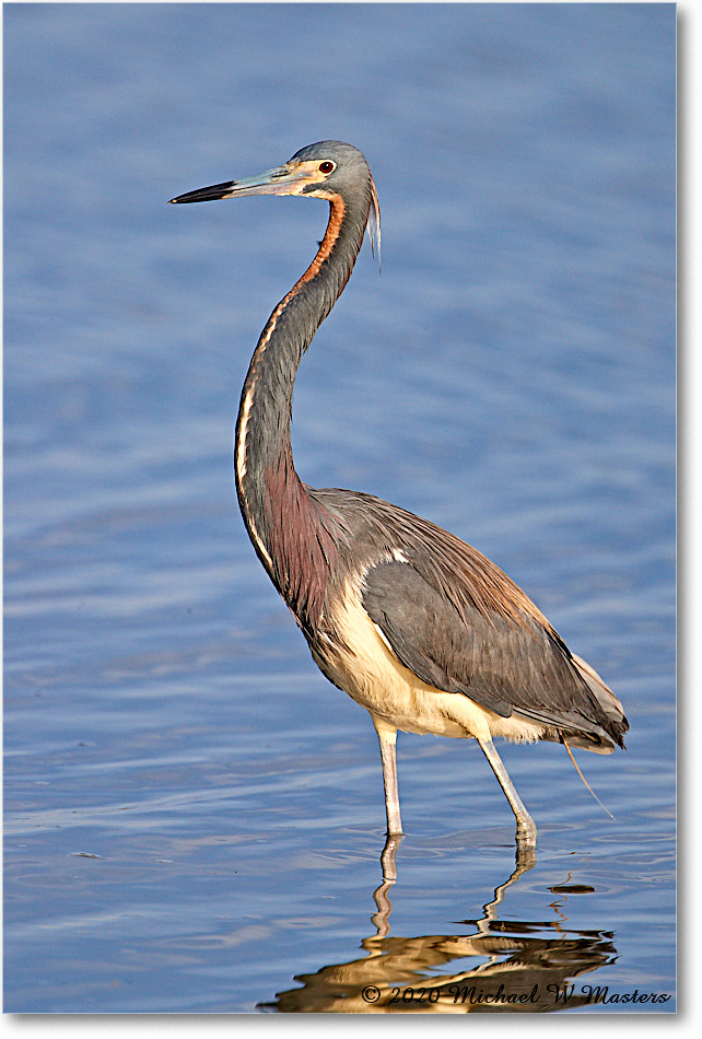 TricolorHeron_2020Jun20_4DXB8222 copy