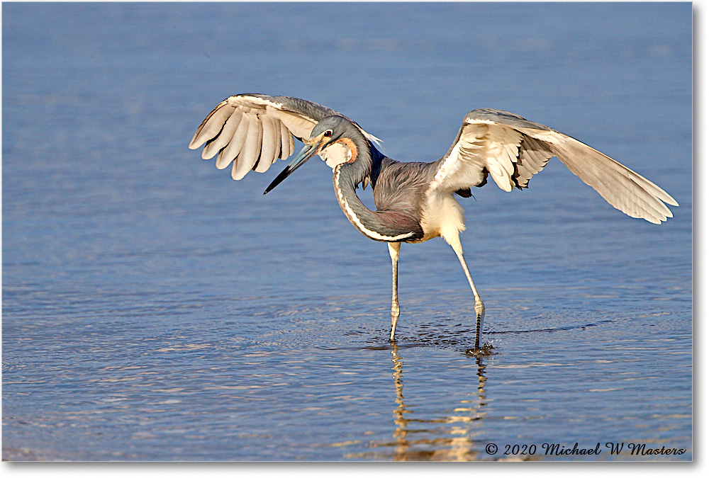 TricolorHeron_2020Jun20_4DXB8267 copy