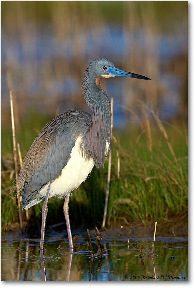 TricolorHeron_Assateague_2005May_E0K3548 copy