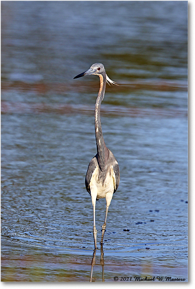 TricolorHeron_ChincoNWR_2021Jun_R5A05005 copy