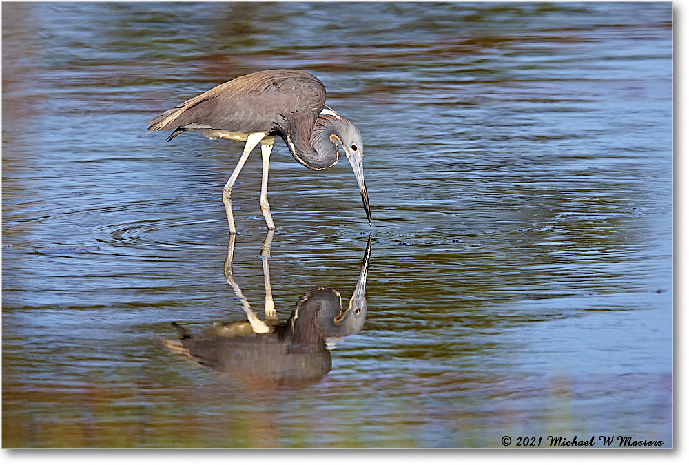 TricolorHeron_ChincoNWR_2021Jun_R5A05046 copy