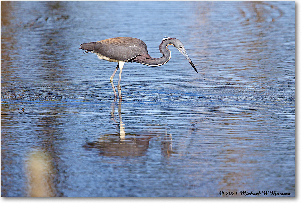 TricolorHeron_ChincoNWR_2021Jun_R5A05100 copy