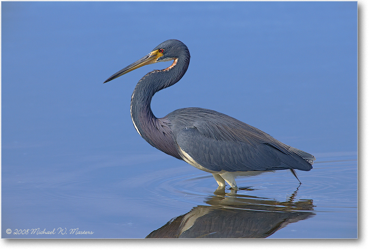 TricolorHeron_DingDarlingFL_08Jan_1Ds2_E0K7748