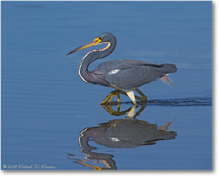 TricolorHeron_DingDarlingFL_08Jan_1Ds2_E0K7865