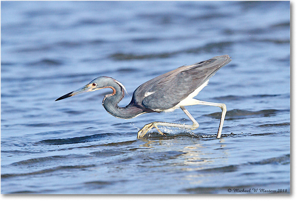 TricolorHeron_TomsCove_2018Jun_4DXB5159 copy