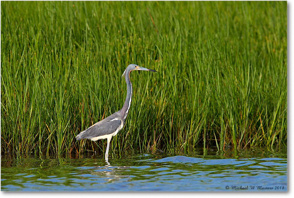 TricolorHeron_TomsCove_2018Jun_4DXB5235 copy