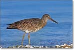 Willet-ChincoNWR-2006May_E0K9325