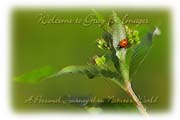 PhotoArt-Ladybug