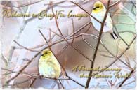 PhotoArt-TwoGoldfinches