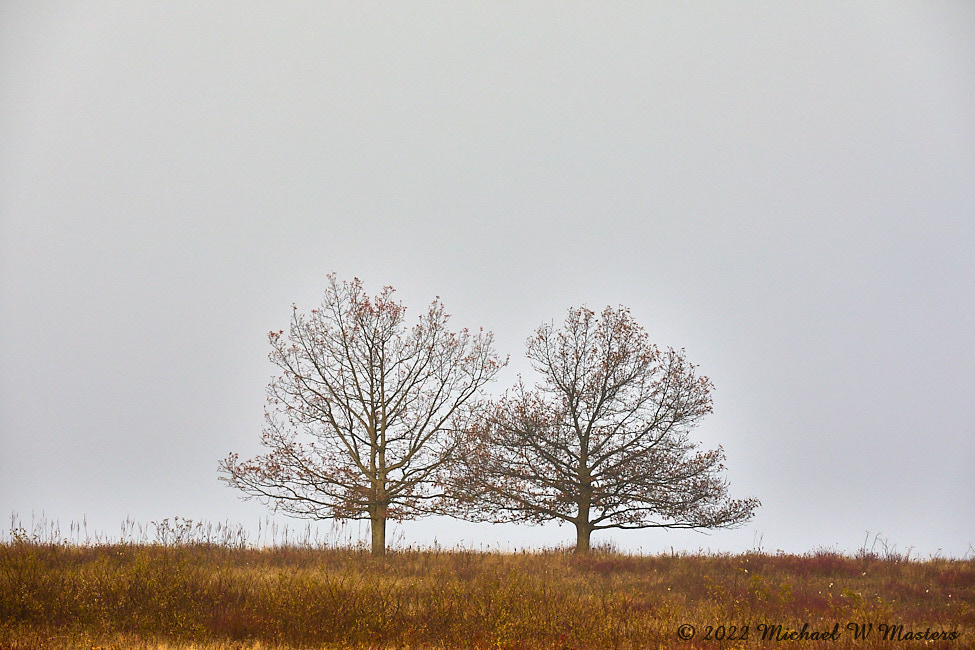 FoggyDawn_BigMeadows_2022Oct_5DB02580