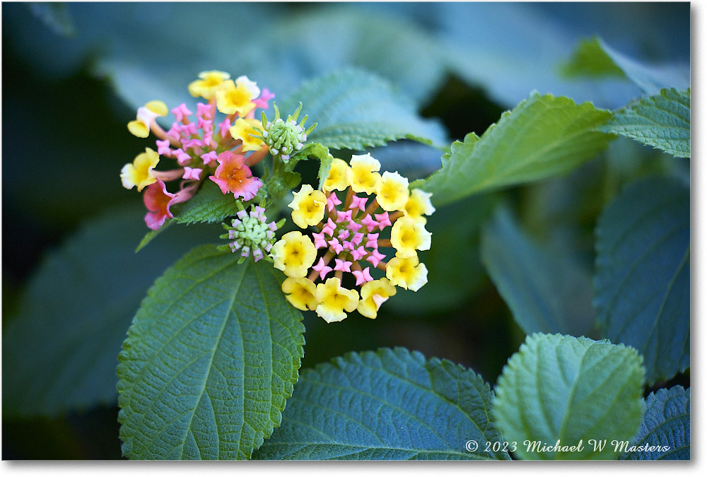 Flowers_Fredericksburg_2023Oct_R5A21481