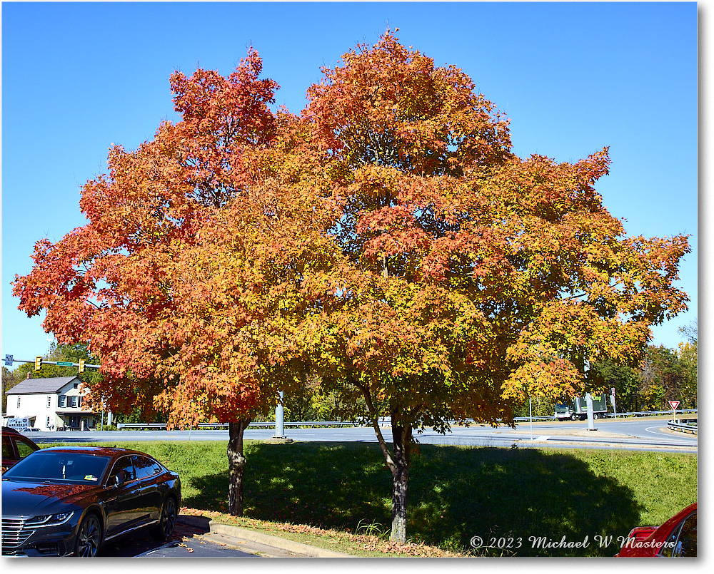 FallColors_Fredericksburg_2023Oct_R5B13442 copy