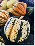 PumpkinPatch_Fredericksburg_2023Oct_IMG_1427 copy