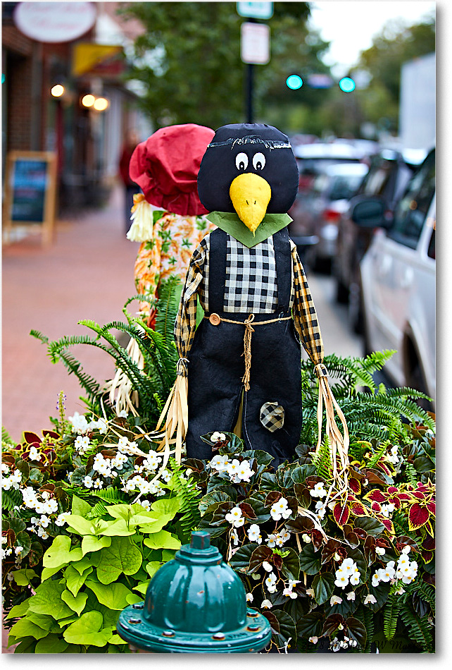 HarvestDoll_Fredericksburg_2018Oct_5D5A0950 copy