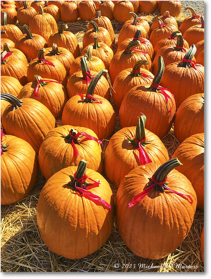 PumpkinPatch_Fredericksburg_2023Oct_IMG_1414 copy