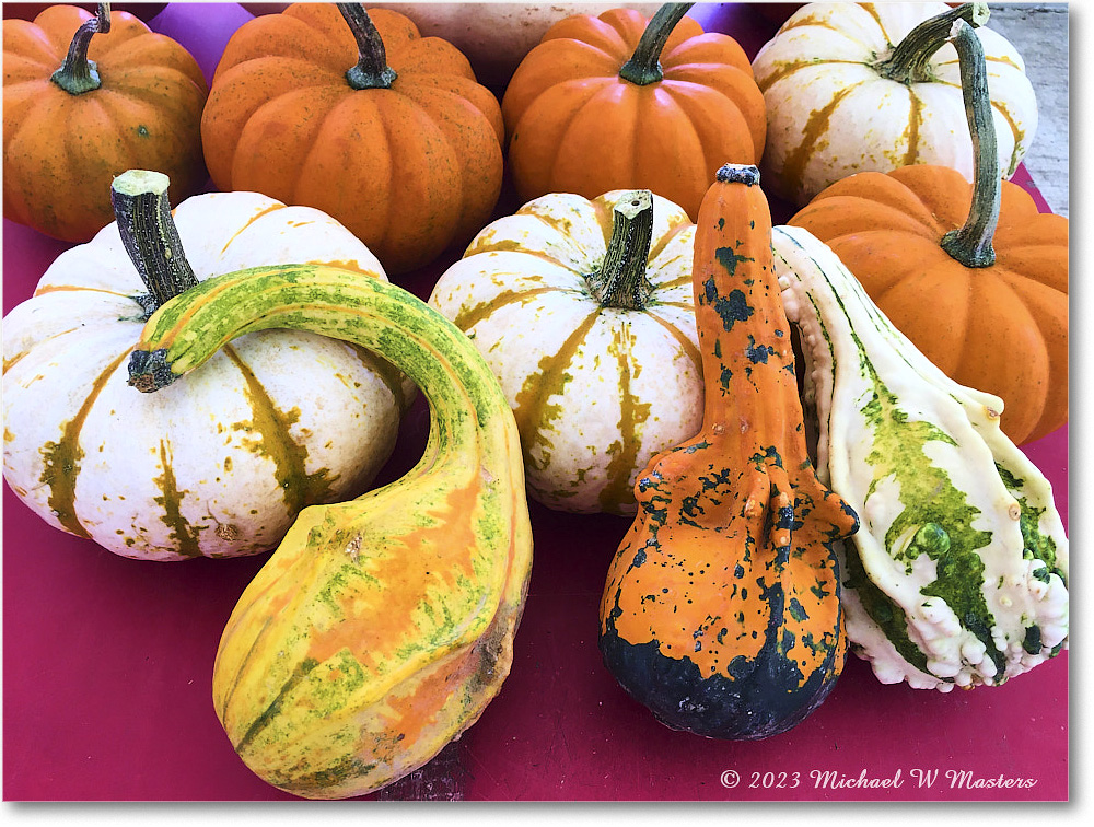 PumpkinPatch_Fredericksburg_2023Oct_IMG_1431 copy