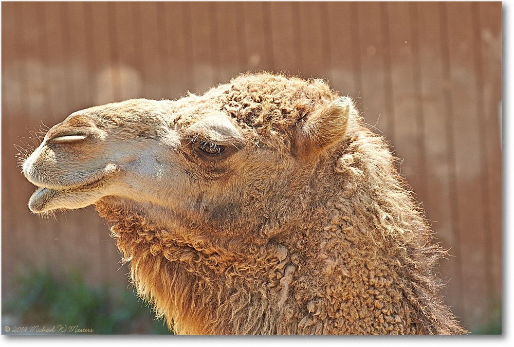 Camel-RichmondZoo-2014May_2DXA0233
