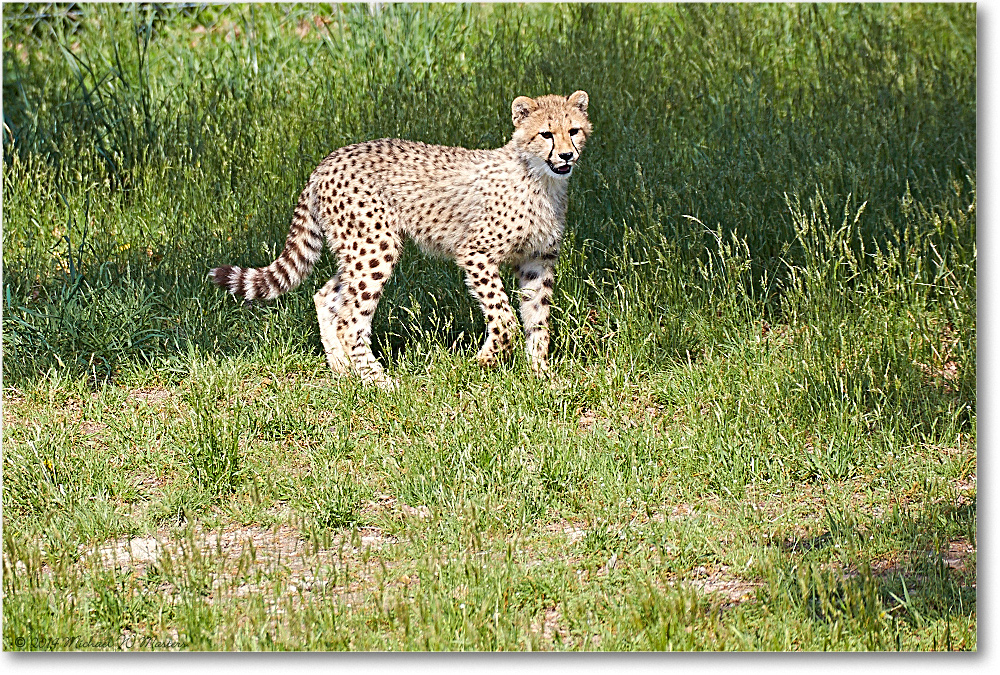 Cheetah-RichmondZoo-2014May_2DXA0046