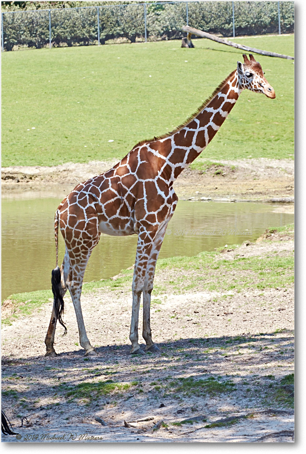 Giraffe-RichmondZoo-2014May_2DXA0277