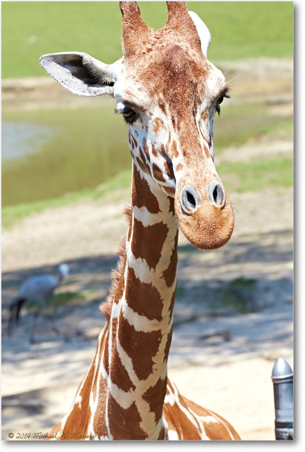 Giraffe-RichmondZoo-2014May_2DXA0280