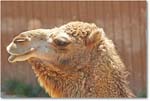 Camel-RichmondZoo-2014May_2DXA0233