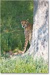 Cheetah-RichmondZoo-2014May_2DXA0016