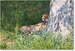 Cheetah-RichmondZoo-2014May_2DXA0024