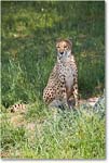 Cheetah-RichmondZoo-2014May_2DXA0038