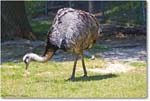 Emu-RichmondZoo-2014May_2DXA0192