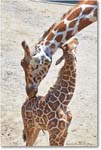 Giraffe-RichmondZoo-2014May_2DXA0242