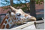 Giraffe-RichmondZoo-2014May_2DXA0256