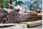 Giraffe-RichmondZoo-2014May_2DXA0260