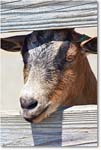 GoatPygmy-RichmondZoo-2014May_2DXA0236