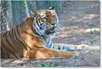 Tiger-RichmondZoo-2014May_2DXA0128