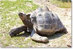 TurtleGalapagos-RichmondZoo-2014May_2DXA0069