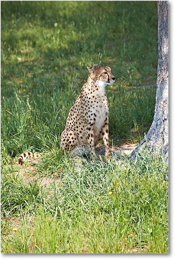 Cheetah-RichmondZoo-2014May_2DXA0035 copy