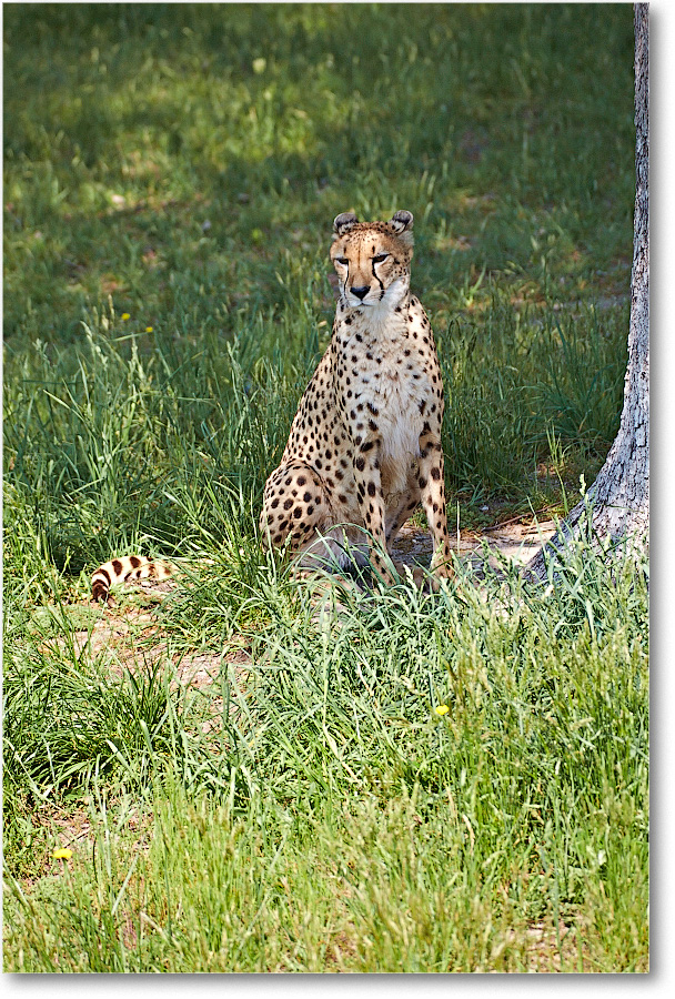 Cheetah-RichmondZoo-2014May_2DXA0038 copy